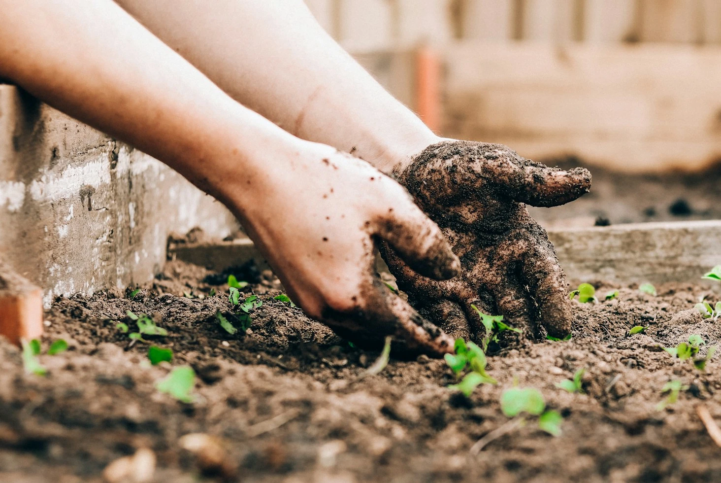 Urban Plantation